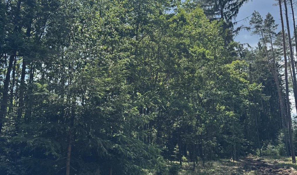 Prodej lesa 12 979 m², Druztová – náhled fotky 8
