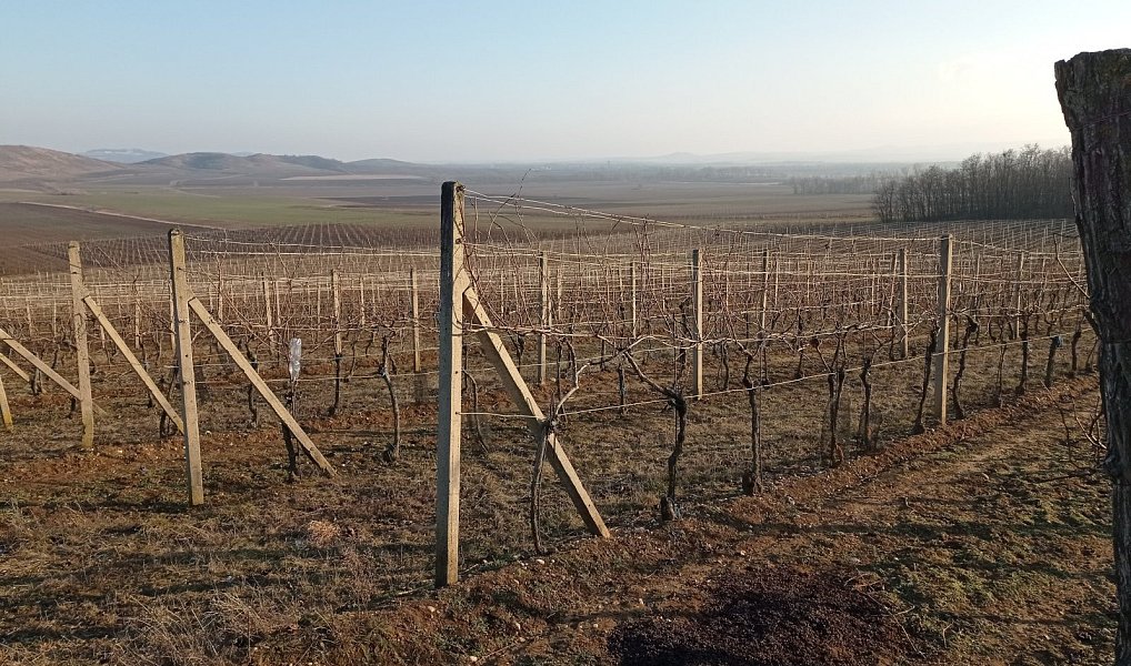 Prodej pozemku 10 093 m², Novosedly – náhled fotky 5
