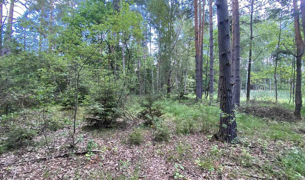 Prodej louky 10 951 m², Trhové Sviny – náhled fotky 3