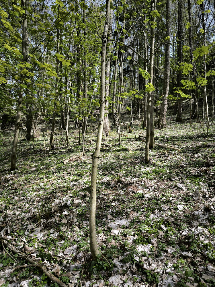 Prodej lesa 12 043 m² – fotografie 5