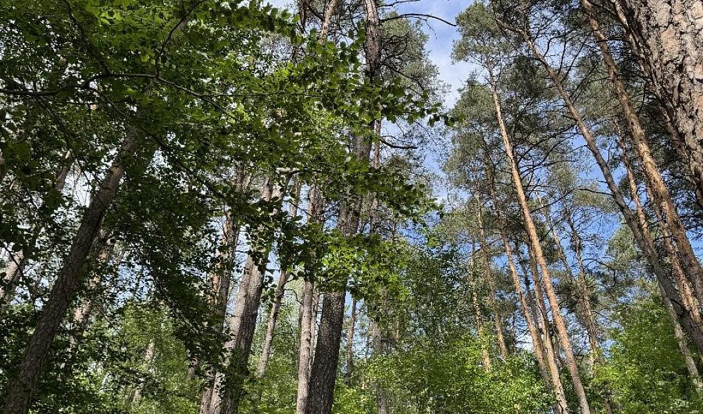 Prodej lesa 7 765 m², Úpice – náhled fotky 3