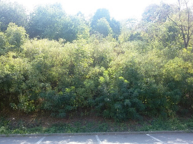 Pozemek o velikosti 1510m², Slezská Ostrava