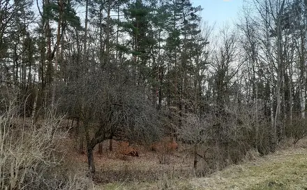Prodej zahrady 1 453 m², Provodín, okres Česká Lípa