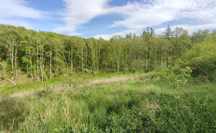 Prodej lesa 17 681 m², Číměř, okres Třebíč
