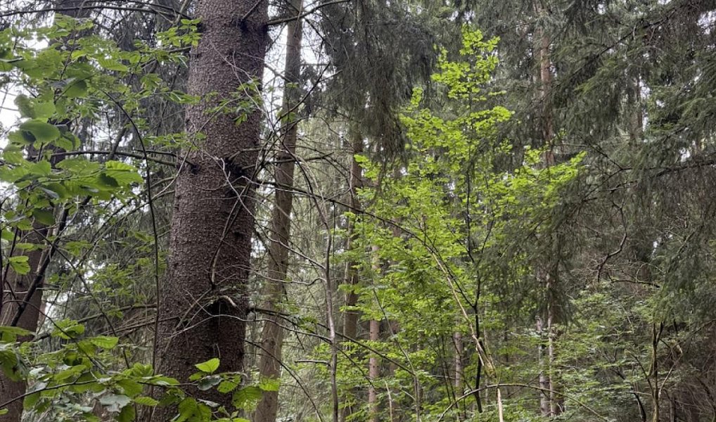 Prodej lesa 12 954 m², Všelibice – náhled fotky 4