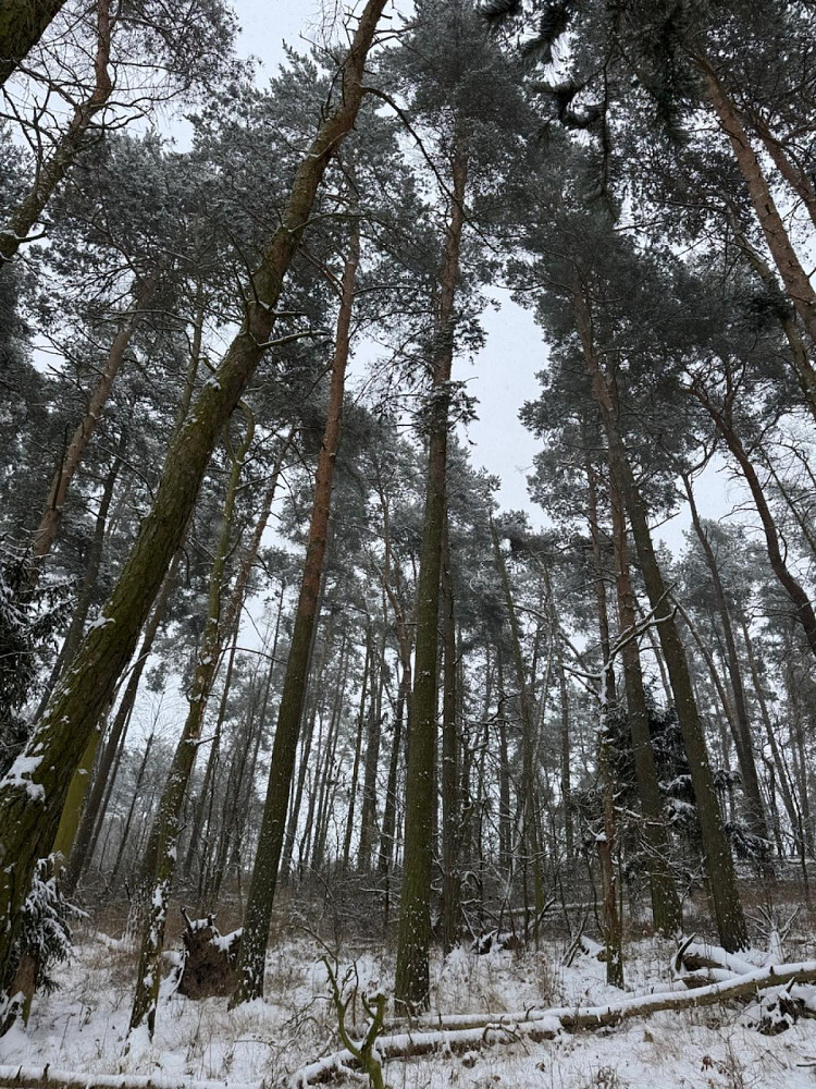 Prodej lesa 2 590 m² – pohled 3