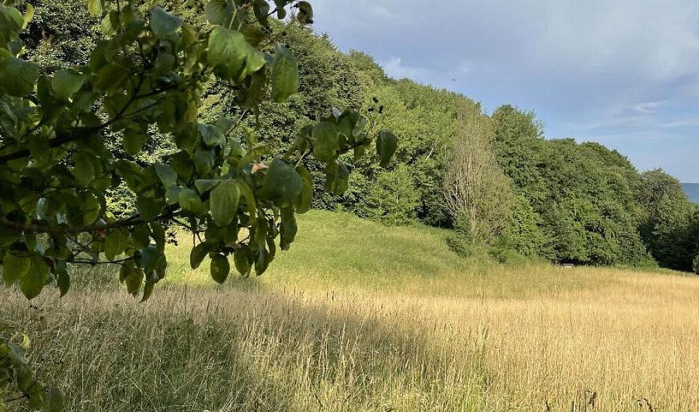 Prodej pozemku 50 152 m², Útěchov – náhled fotky 11