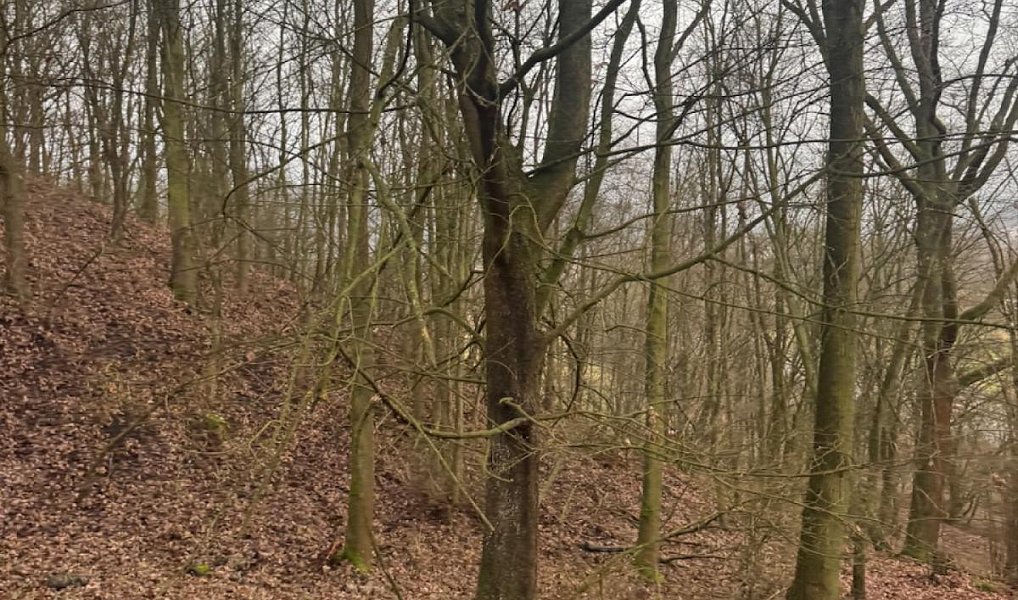 Prodej lesa 26 951 m², Ryjice – náhled fotky 5