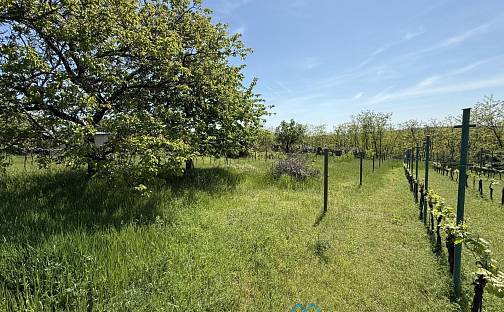 Prodej zahrady 650 m², Dobšice, okres Znojmo