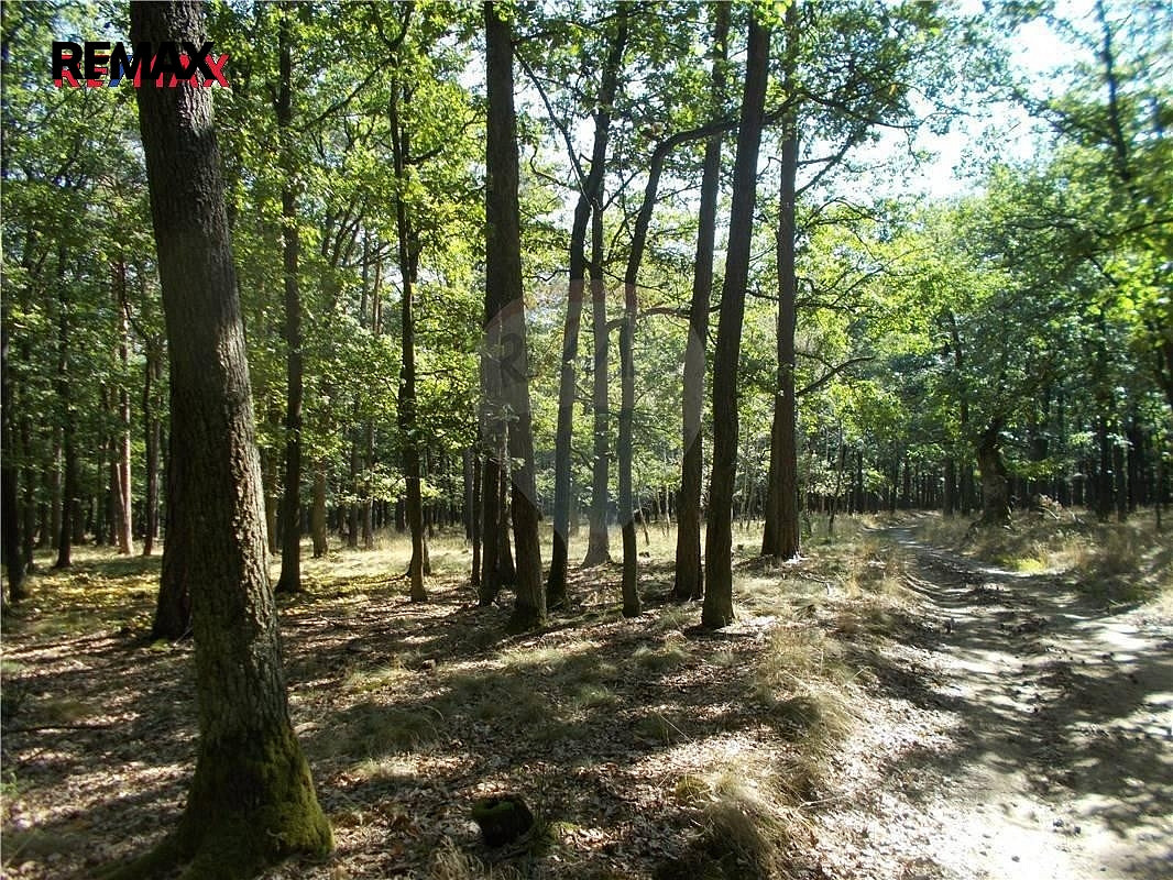 Prodej lesa 38 449 m² — photo 4