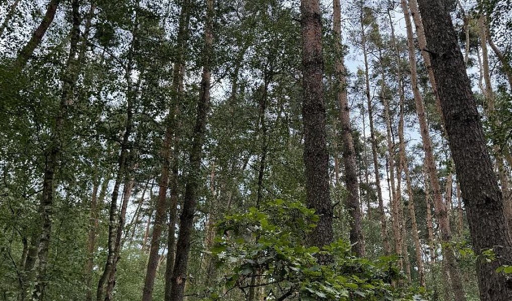 Prodej lesa 2 081 m², Přelouč – náhled fotky 7