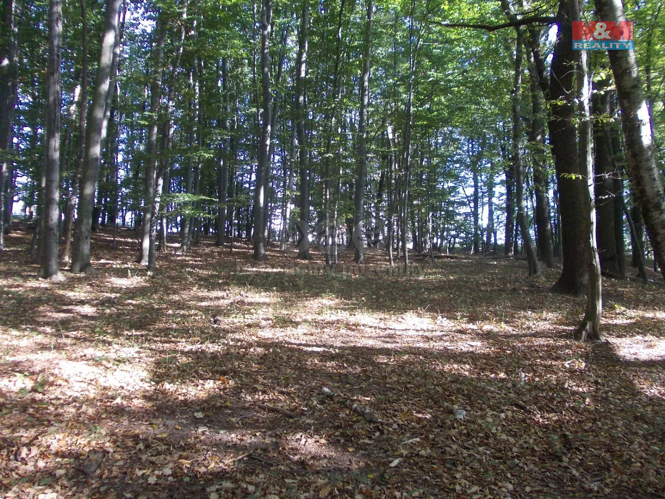 Fotka 7 z 13