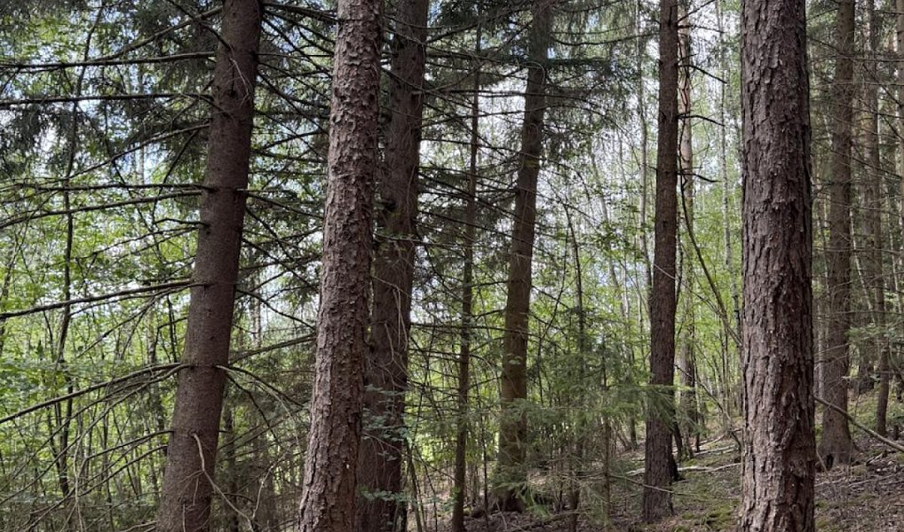Prodej lesa 6 930 m², Drnovice – náhled fotky 3