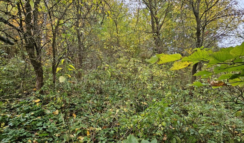 Prodej louky 1 687 m², Hynčina – náhled fotky 3