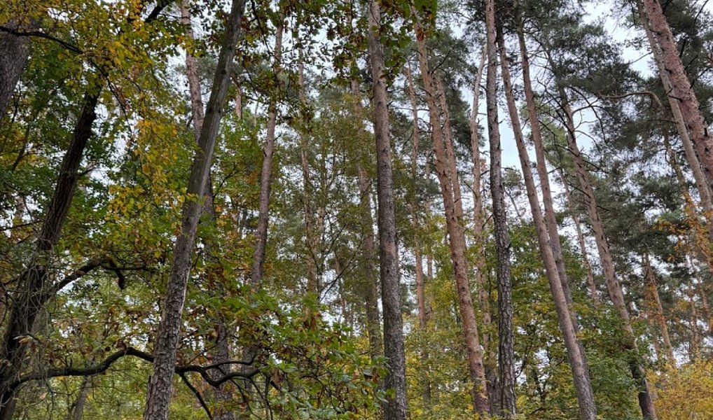 Prodej lesa 1 818 m², Kanice – náhled fotky 2