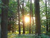 Prodej lesa 19200m2