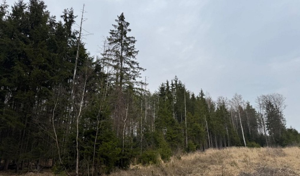 Prodej lesa 34 704 m², Mrákov – náhled fotky 13