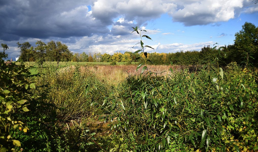 Prodej stavebního pozemku 1 356 m², Česká Skalice – náhled fotky 8