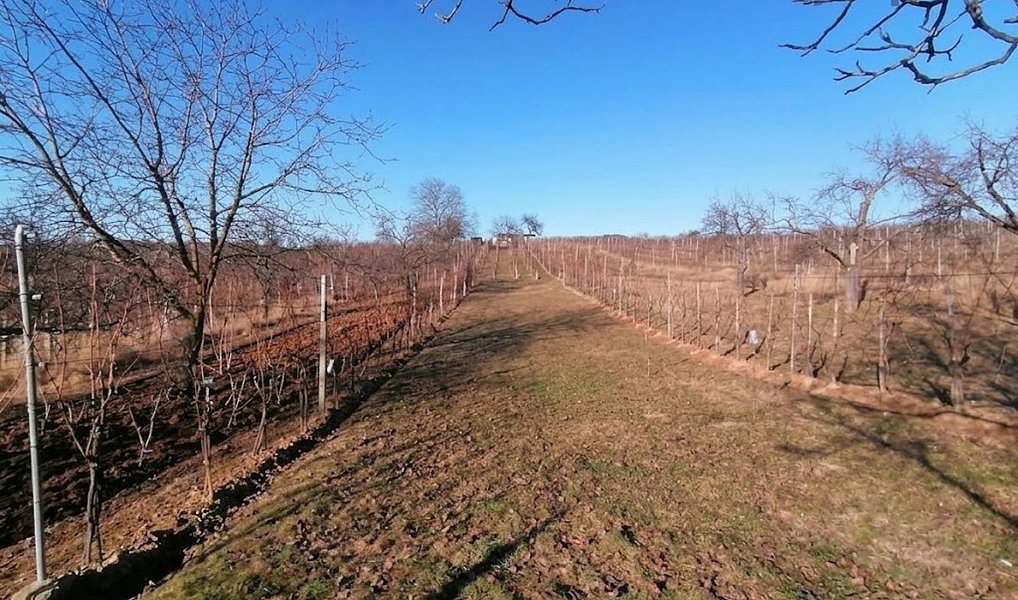 Prodej pole 2 596 m², Bzenec – náhled fotky 4