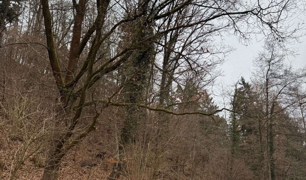 Prodej lesa 2 337 m², Zlatá Koruna – náhled fotky 2