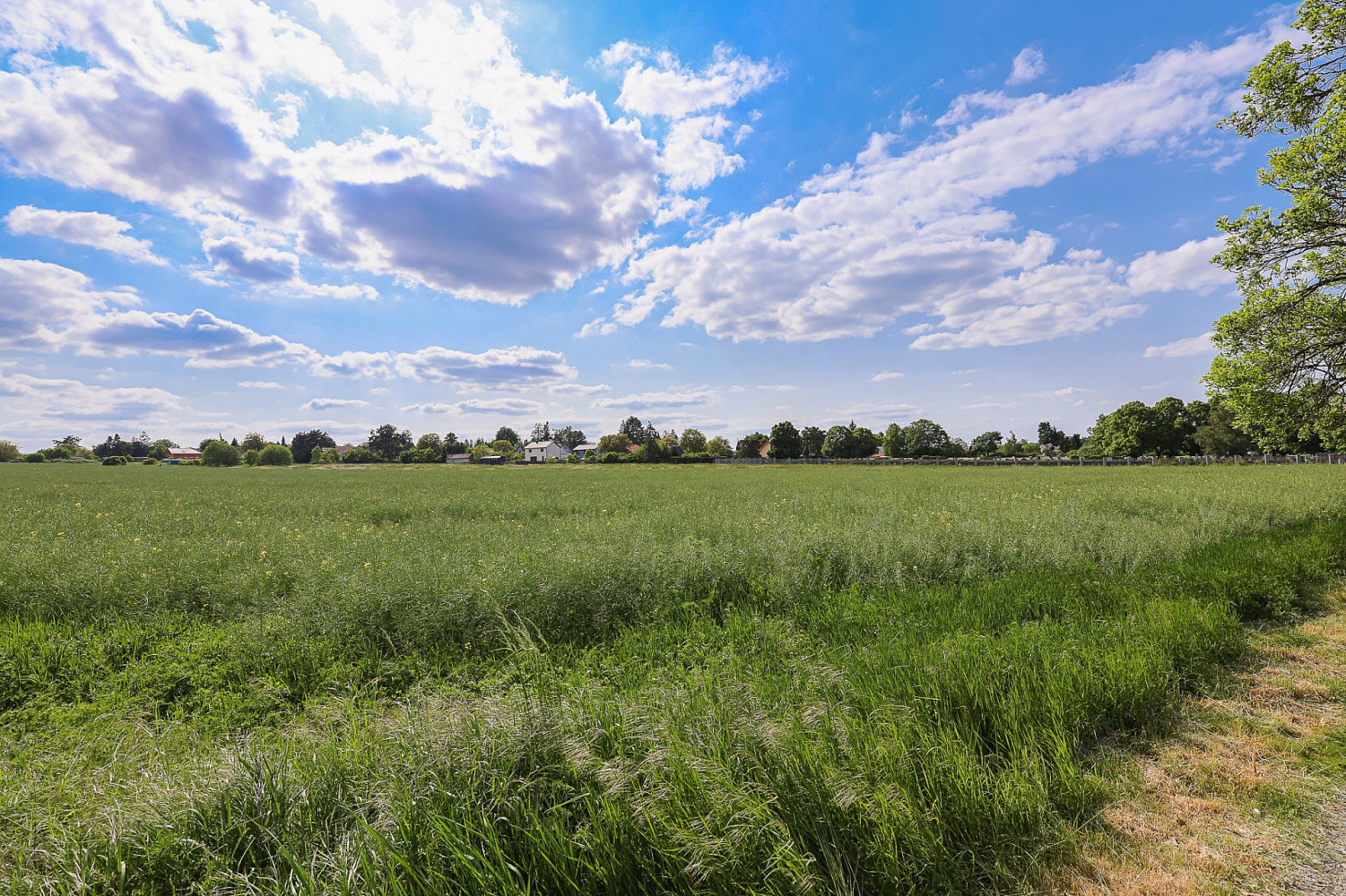 Prodej komerčního pozemku 11 768 m² – fotografie 4