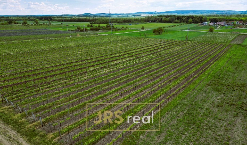 Prodej pole 3 474 m², Březí – náhled fotky 6