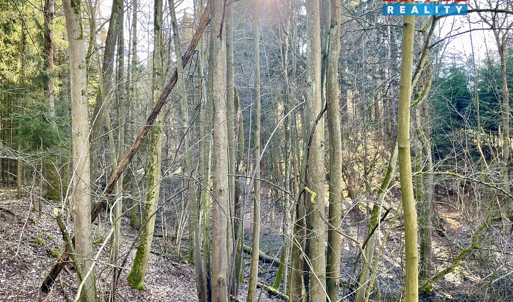 Prodej lesa 4 113 m², Dolní Dobrouč – náhled fotky 2