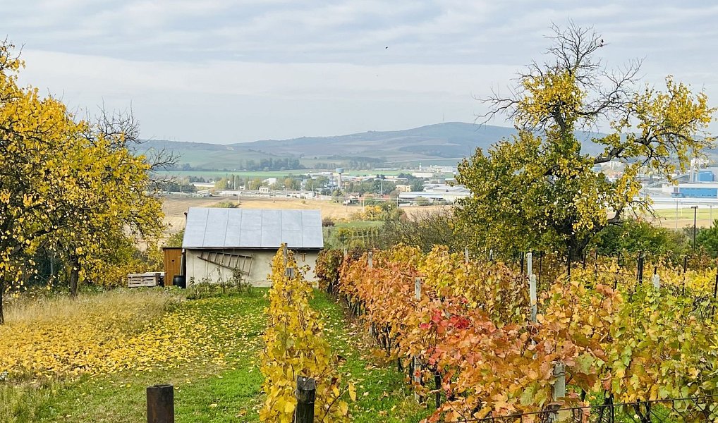 Prodej chaty/chalupy 20 m² s pozemkem 1 684 m², Kyjov – náhled fotky 8