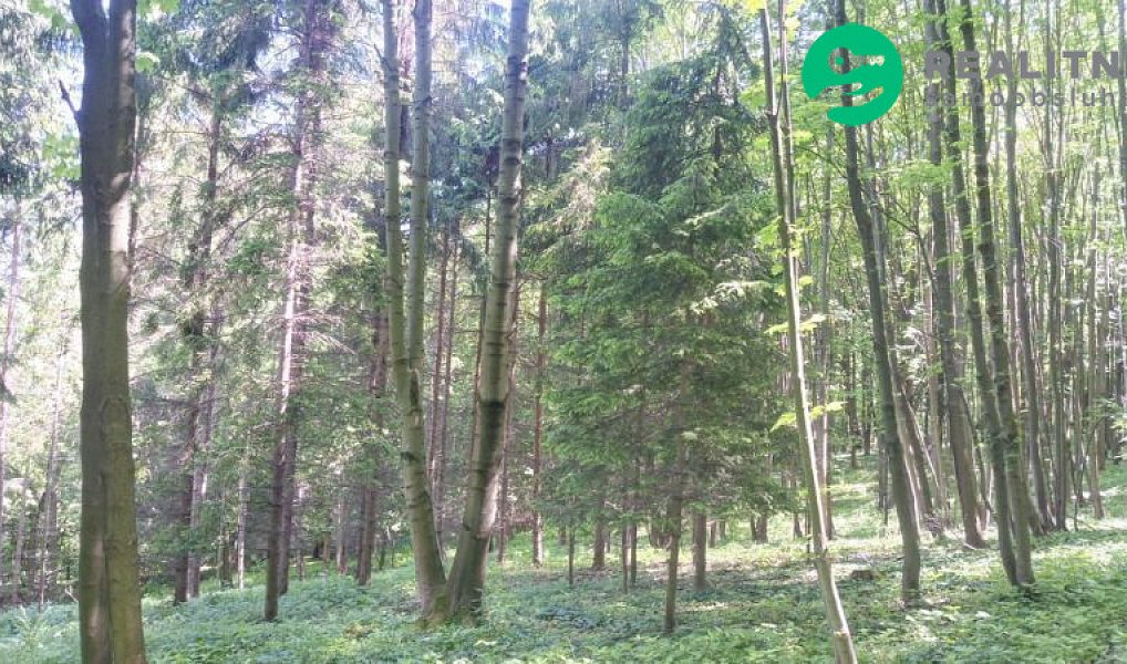Prodej lesa 15 096 m², Ženklava – náhled fotky 9