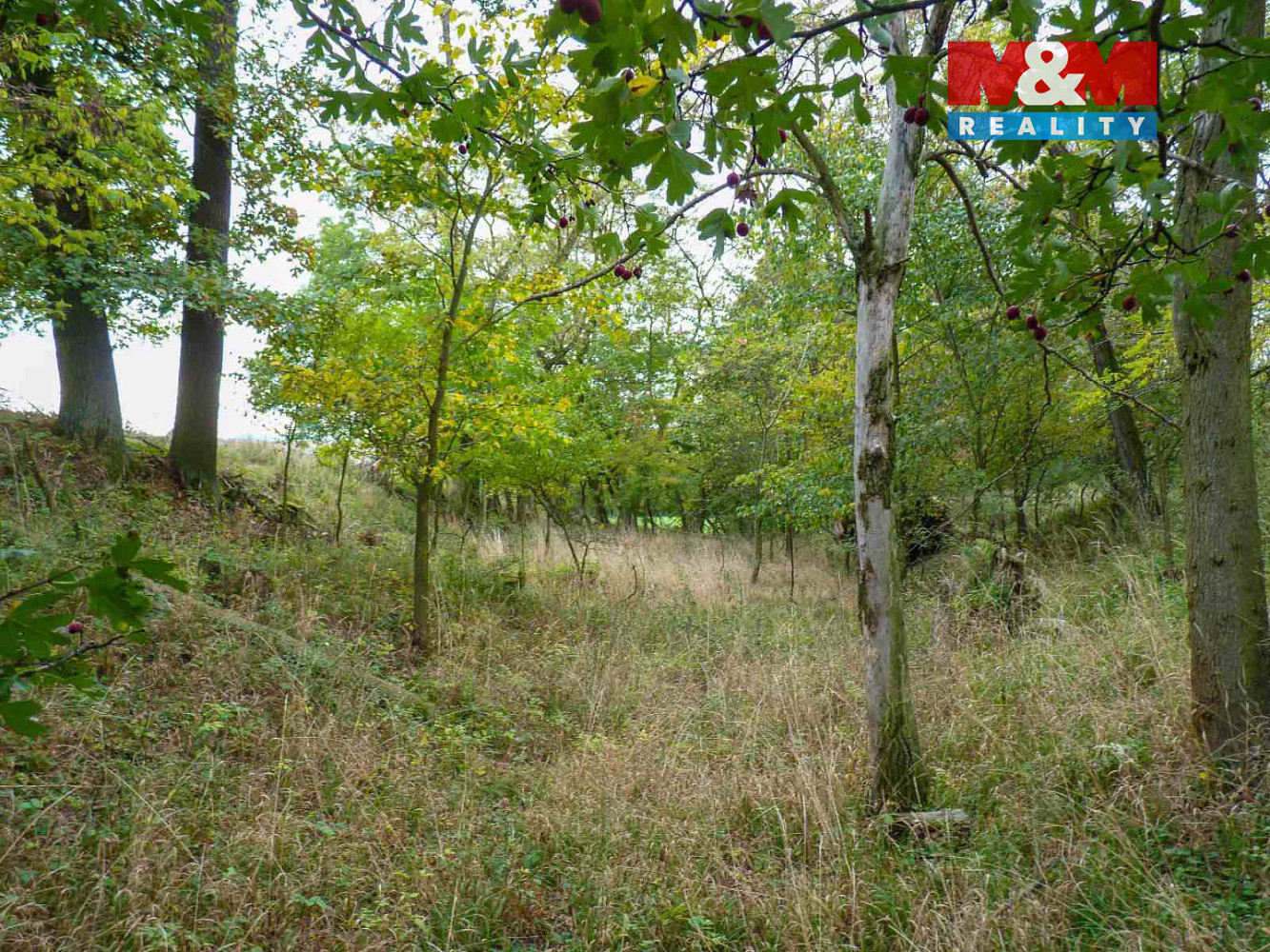 Prodej lesa 675 m² — photo 3