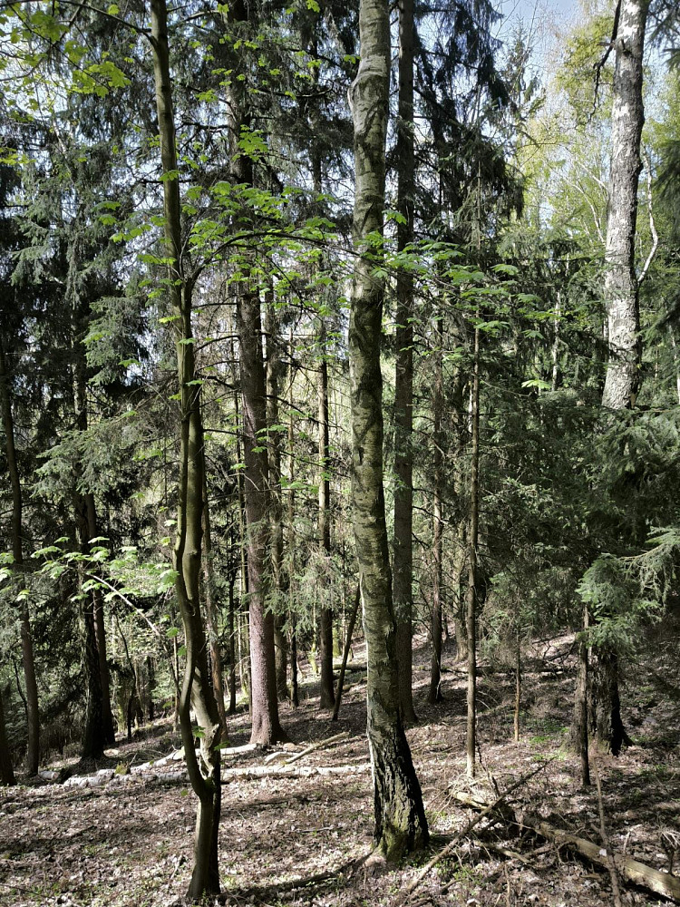 Prodej lesa 12 043 m²
