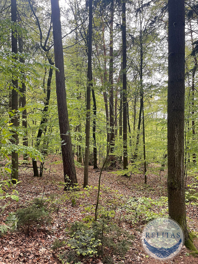 Prodej lesa 7 759 m² – fotografie 3