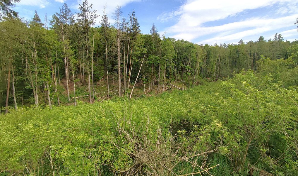 Prodej lesa 17 681 m², Číměř – náhled fotky 6