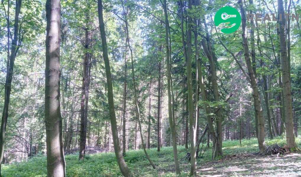 Prodej lesa 15 096 m², Ženklava – náhled fotky 8