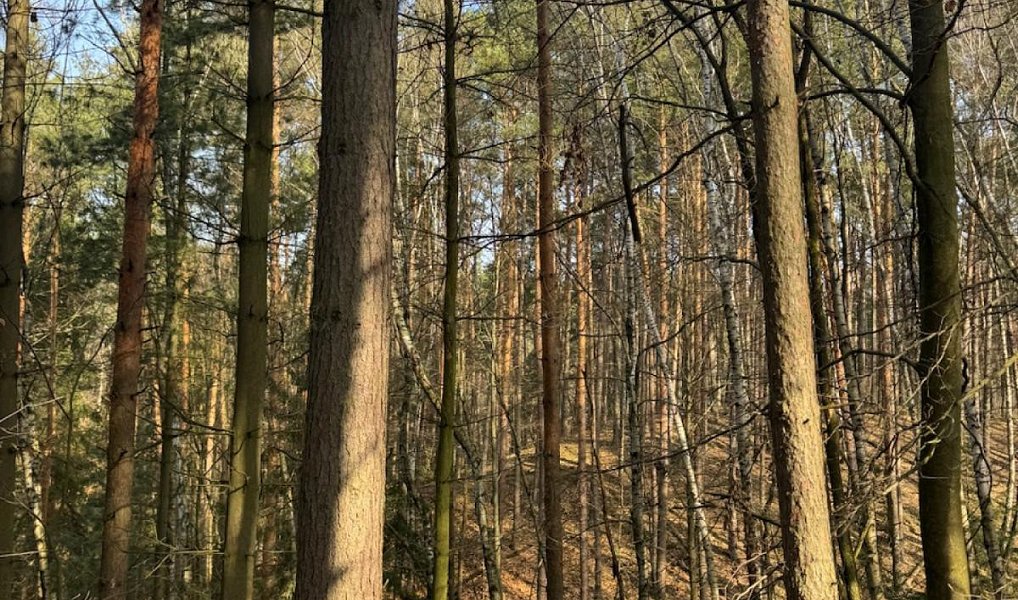 Prodej lesa 26 674 m², Nosálov – náhled fotky 3