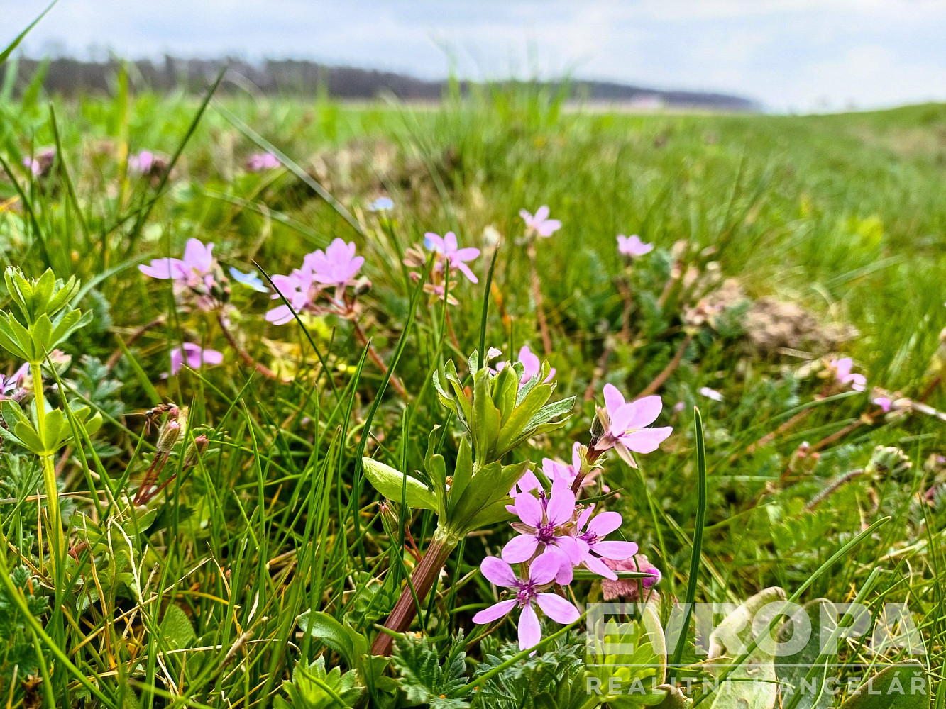 Prodej pole 27 281 m² – fotografie 3