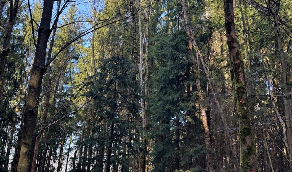 Prodej lesa 14 111 m², Proseč pod Ještědem – náhled fotky 8