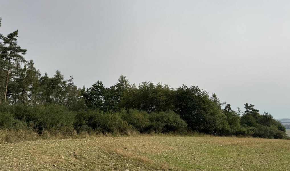 Prodej lesa 11 916 m², Kladruby – náhled fotky 2