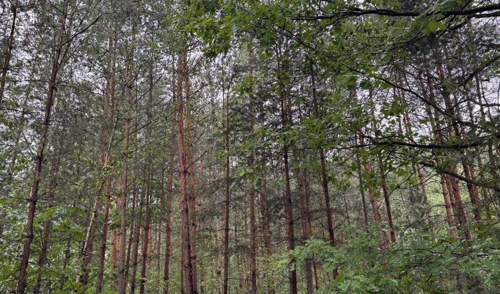 Prodej lesa 10 225 m², Dobříč – náhled fotky 6
