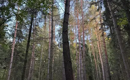 Prodej lesa 1 538 m², Velká Polom - Marefy