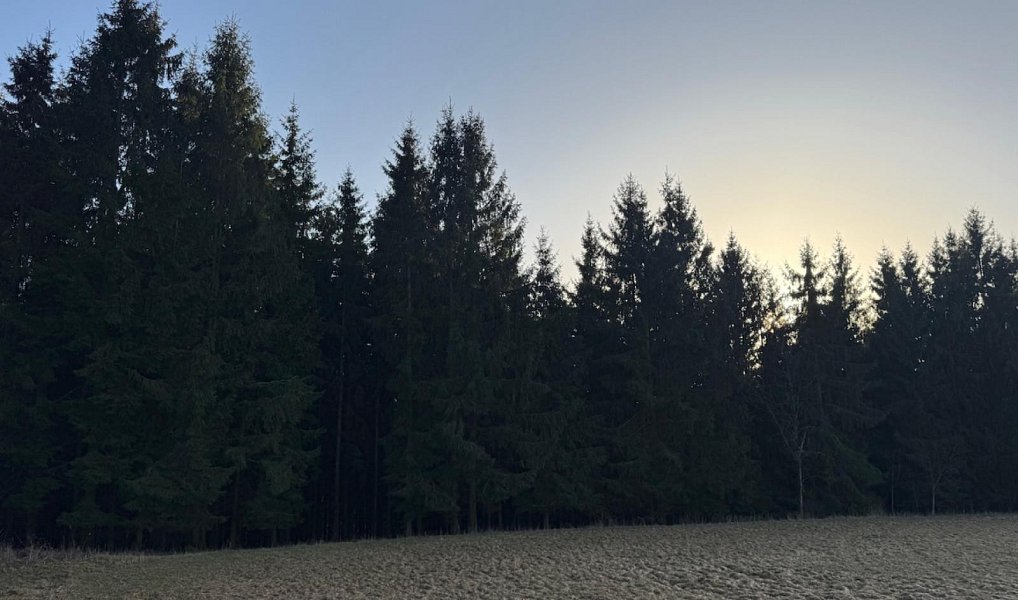 Prodej lesa 4 610 m², Stará Paka – náhled fotky 2