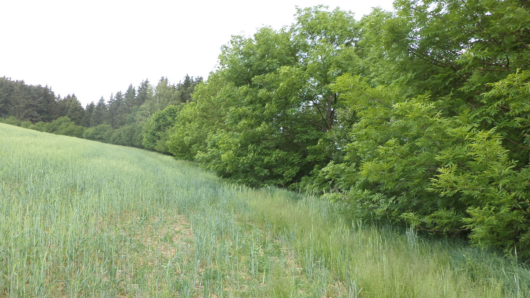 Prodej stavebního pozemku 1 135 m²