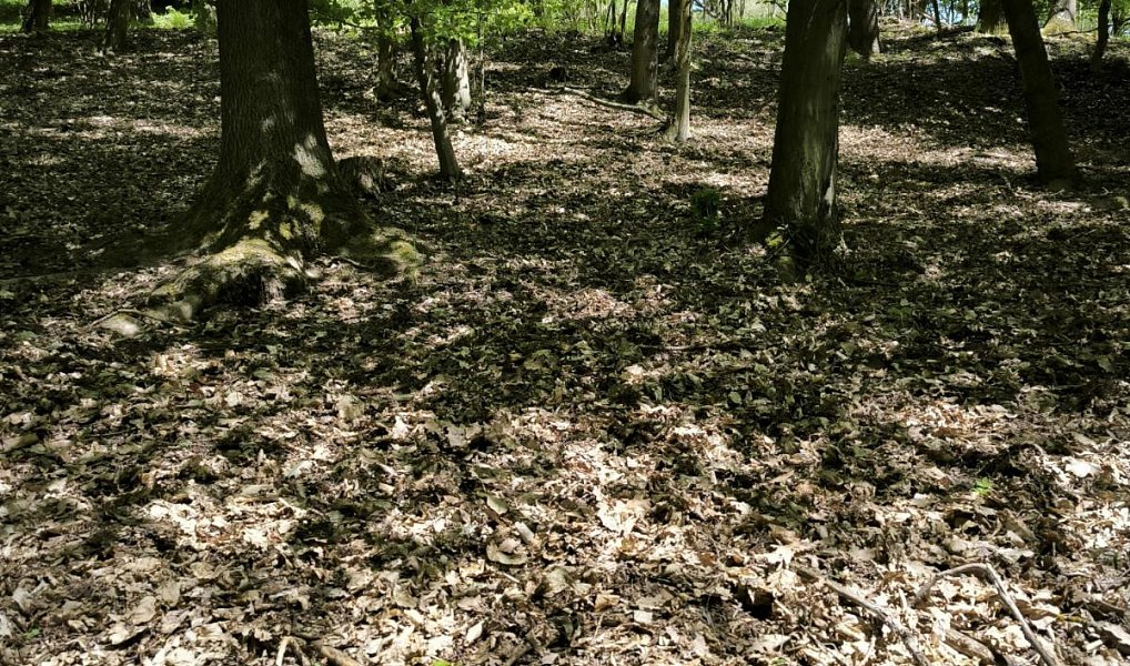 Prodej lesa 1 410 m², Lesnice – náhled fotky 7