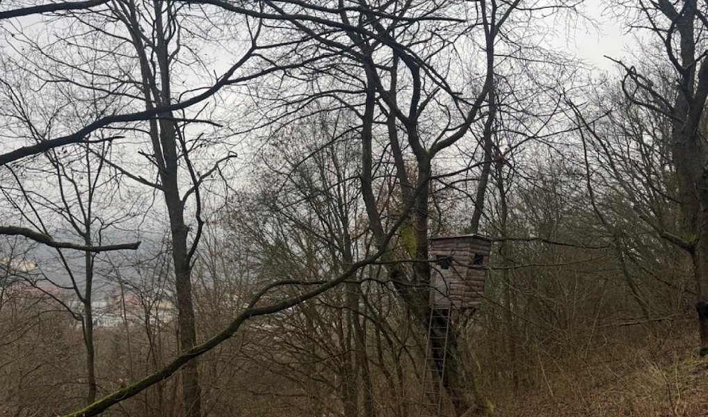 Prodej lesa 9 837 m², Ryjice – náhled fotky 4