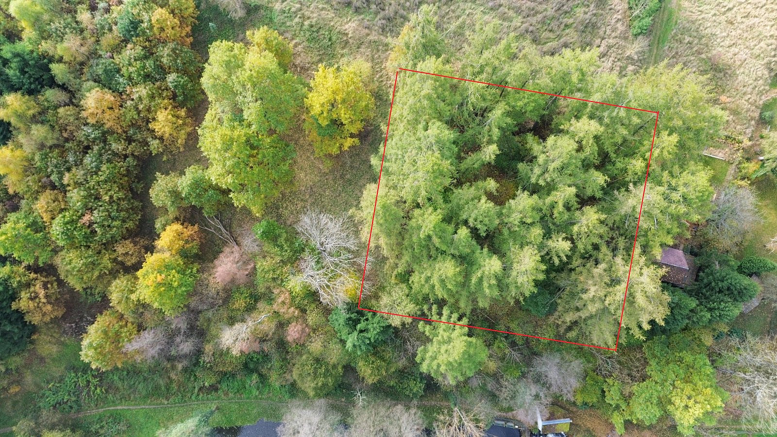 Prodej lesa 986 m²