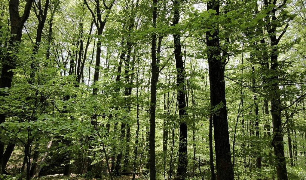 Prodej lesa 3 236 m², Lhotsko – náhled fotky 4