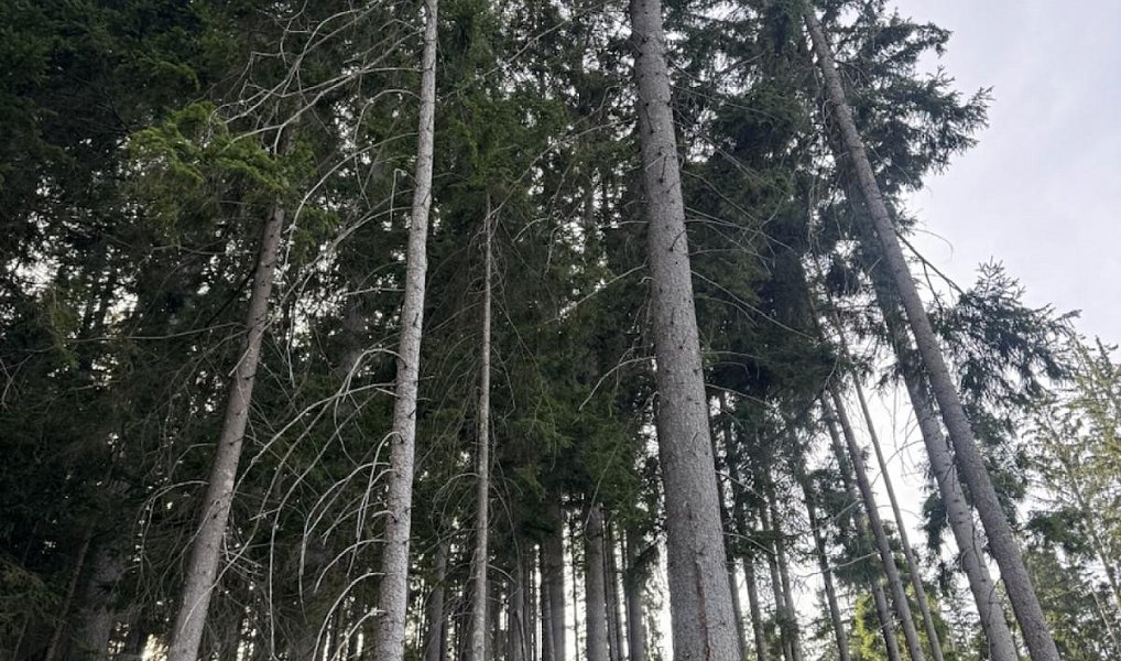 Prodej lesa 3 198 m², Buk – náhled fotky 3