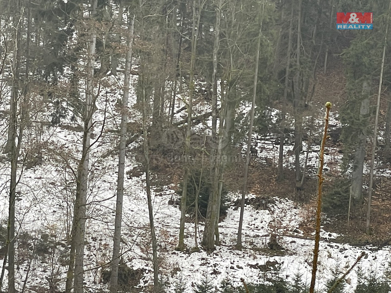 Prodej lesa 12 219 m² — photo 4