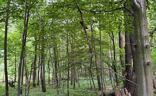 Prodej lesa 16 254 m², Staříč, okres Frýdek-Místek