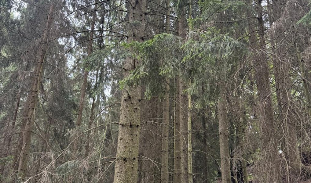Prodej lesa 12 954 m², Všelibice – náhled fotky 7